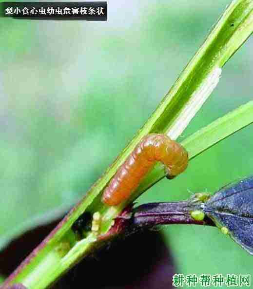 种植樱桃如何防治梨小食心虫？